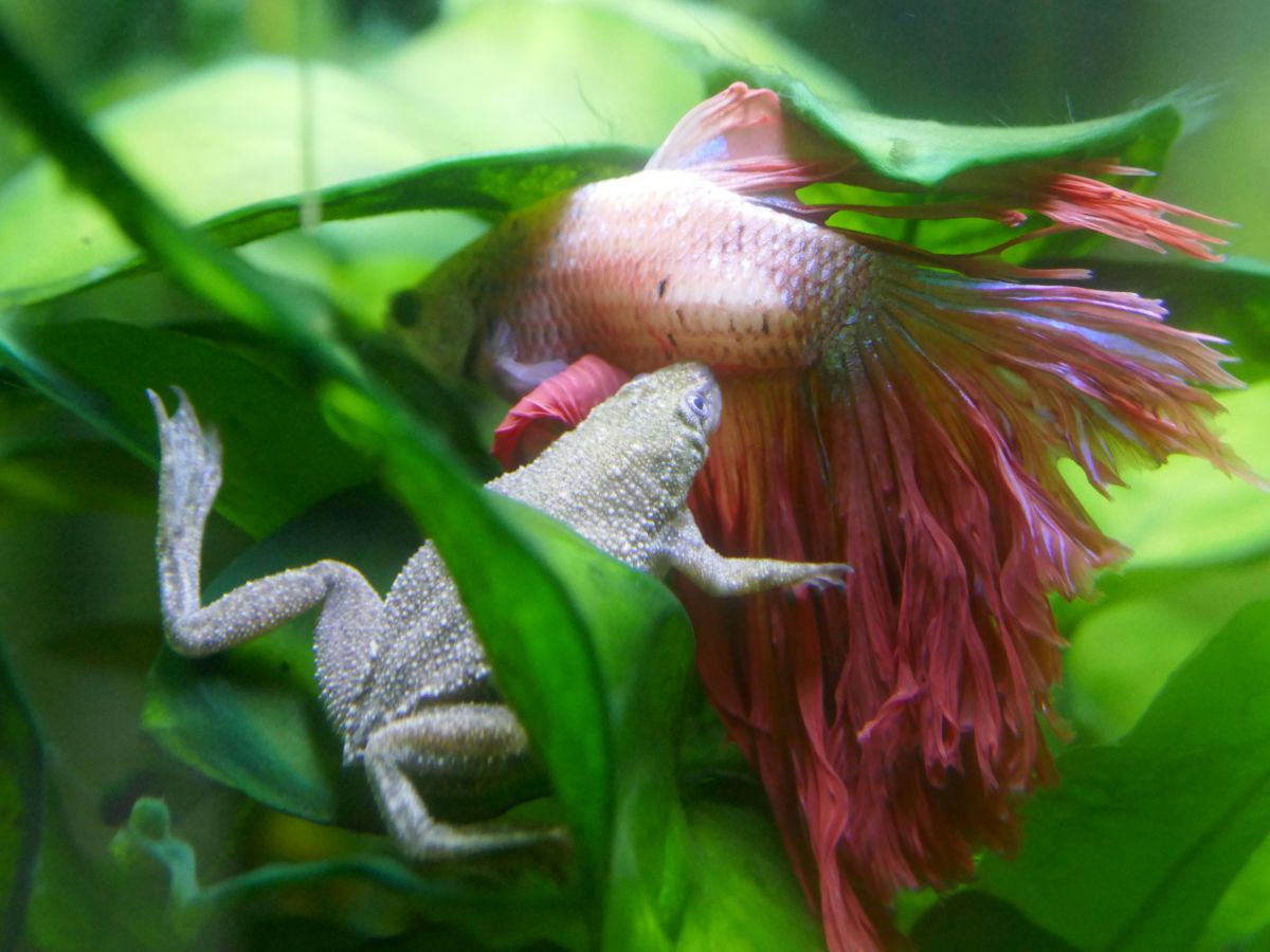 betta fish and african dwarf frog