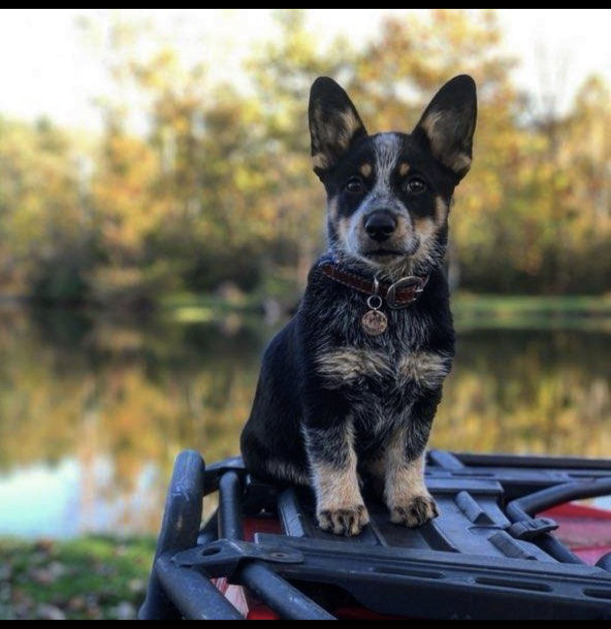 Cowboy Corgi Breed Guide: All You Need to Know | ThePetsTome