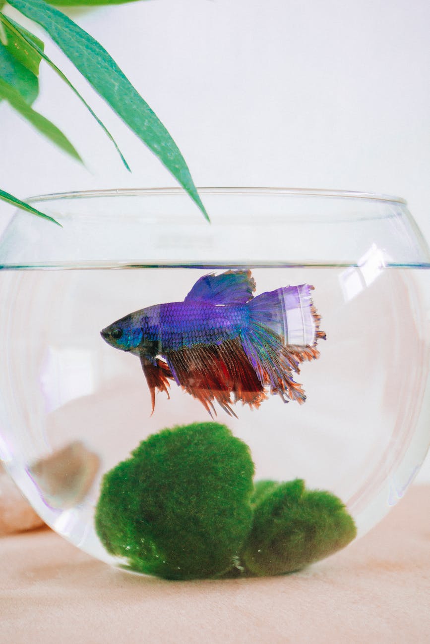 a siamese fighting fish in a fish bowl