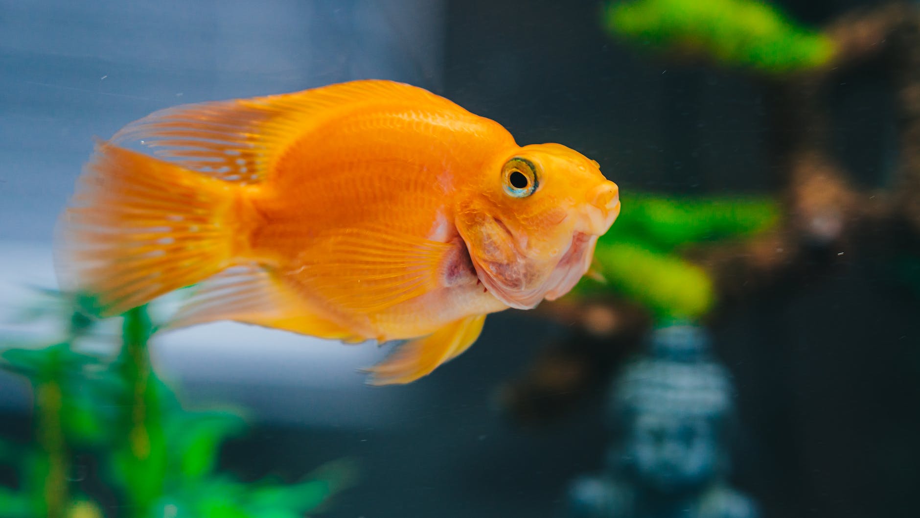 photo of goldfish in fish tank