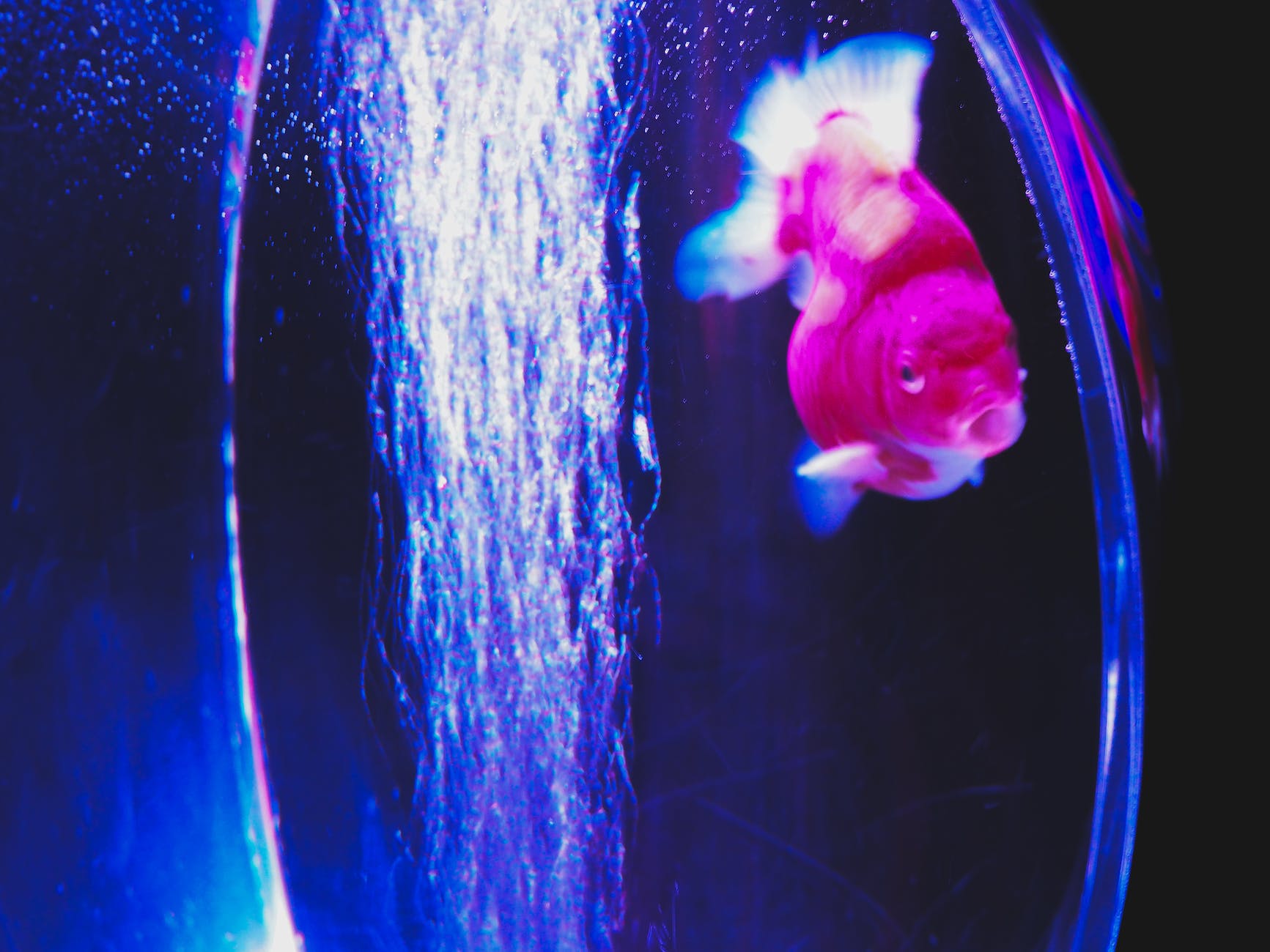 adorable goldfish swimming in aquarium water with glowing blue light