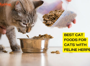 Best Cat Foods For Cats With Feline Herpes