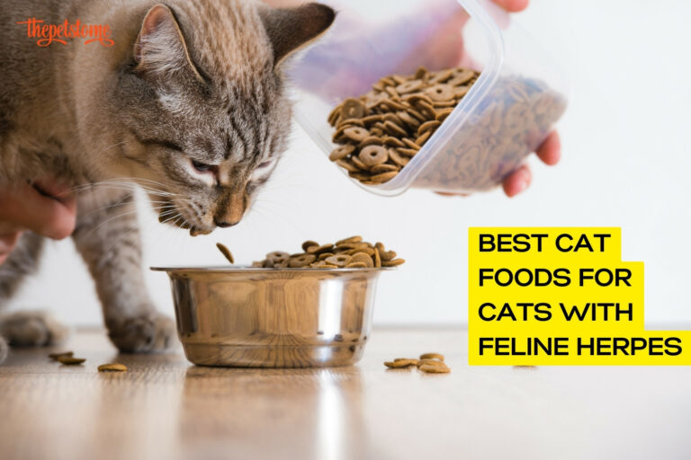 Best Cat Foods For Cats With Feline Herpes