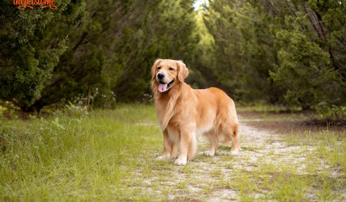 Can Golden Retrievers Be Outside Dogs?