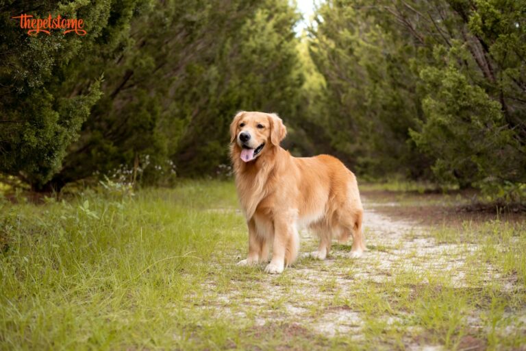 Can Golden Retrievers Be Outside Dogs?
