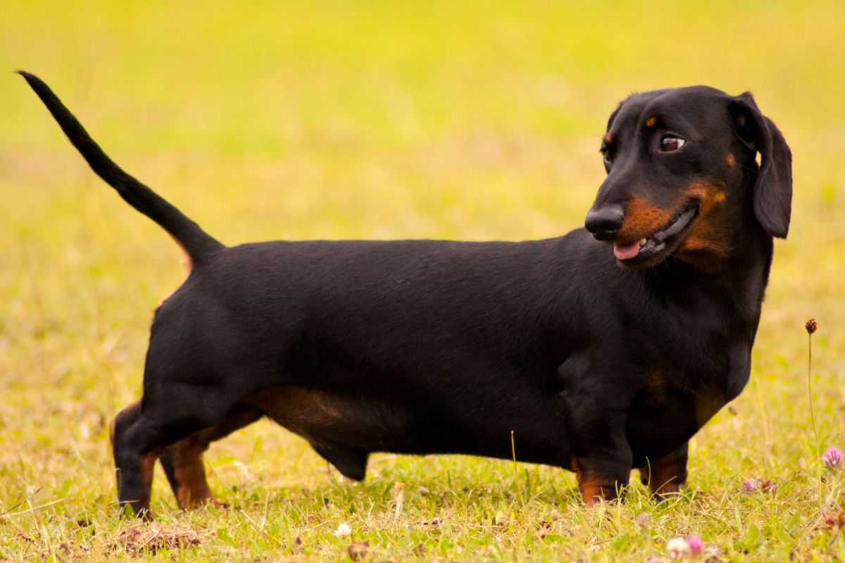 Can Miniature Dachshunds Climb Stairs? (7 Ways To Make It Safe