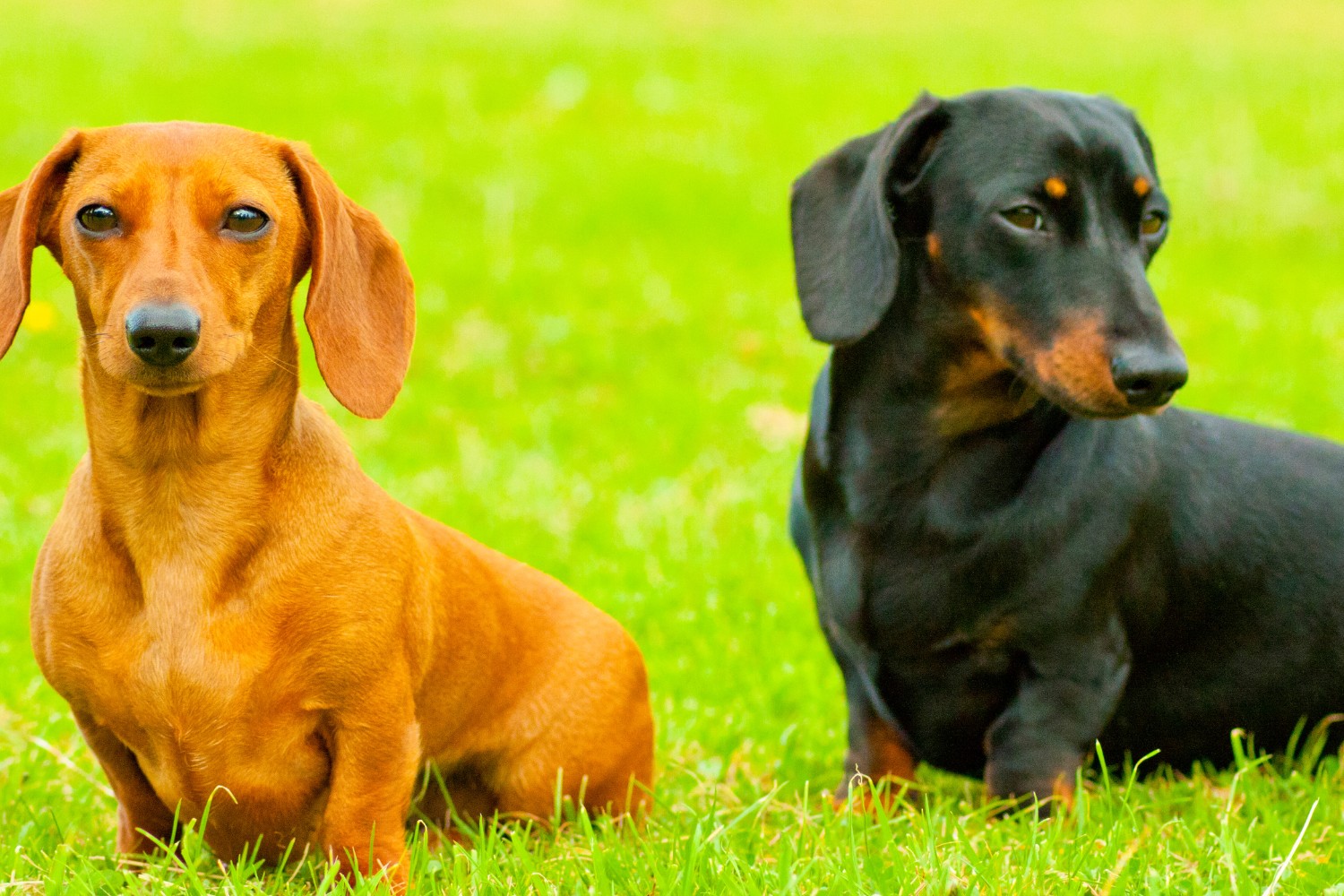Can Miniature Dachshunds Climb Stairs? (7 Ways To Make It Safe