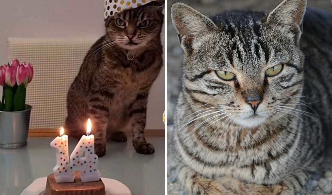 Angry birthday cat