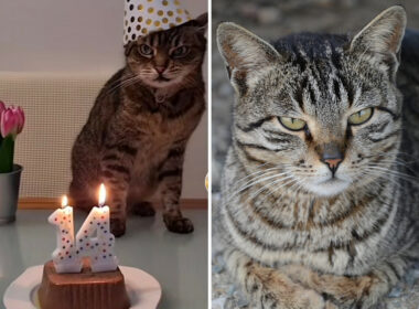 Angry birthday cat