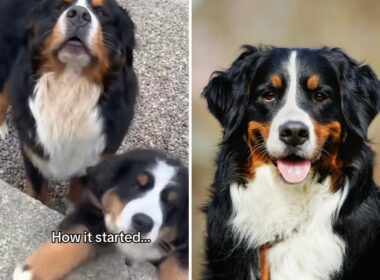 Bernese Mountain dog