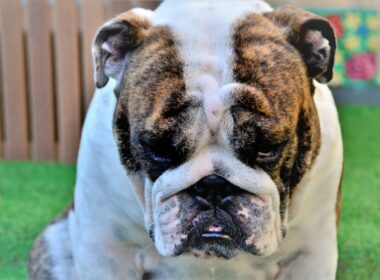 Bull dog apologies to his human