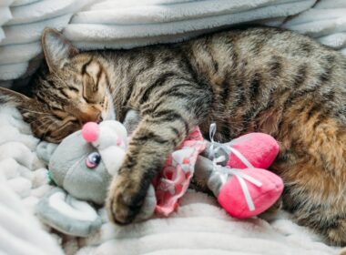 Cat Found New Stuffed Bestfriend