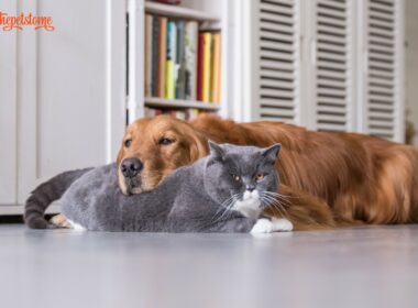 Cat Loves To Snuggle With Golden Retrievers