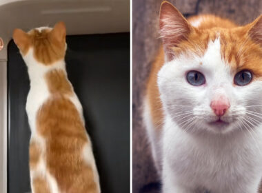 Cat Loves Working Out With owner