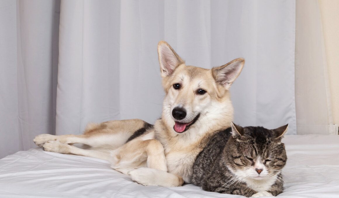 Cat and Dog Becomes Friends