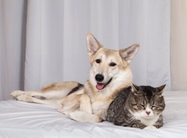 Cat and Dog Becomes Friends