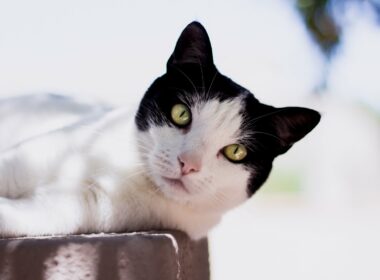 Cat figures out how to turn on automatic feeder