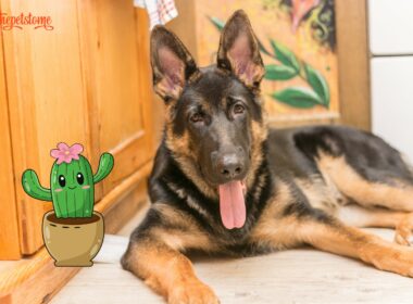 Comical Moment German Shepherd Shows Displeasure With The Dancing Cactus