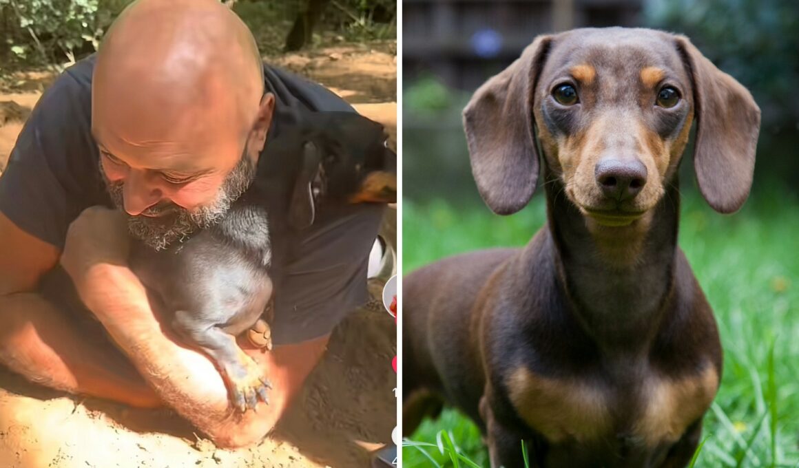 Dachshund found after missing for two days