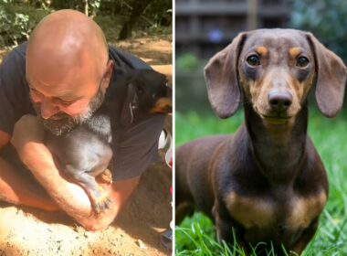 Dachshund found after missing for two days