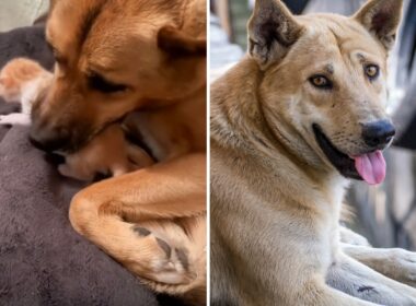 Dog Adopts Kitten