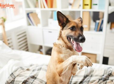 Dog Does The Happy Dance When Owner Comes Home Early