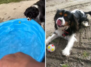 Dog doesn't want to share his pool