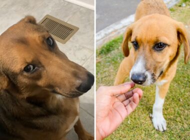 Dog gives his owner the side eyes