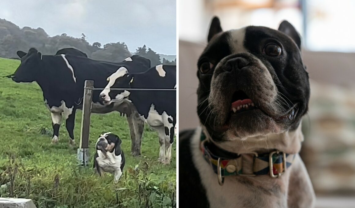 Dog thinks she's a cow
