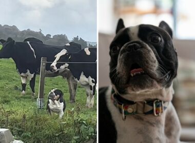 Dog thinks she's a cow