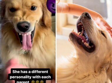 Dog with different personalities for her parents