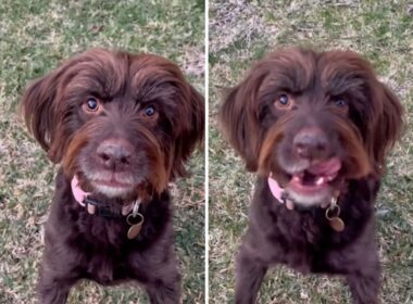 Dog's first bark