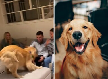Dogs reaction to getting clapped for