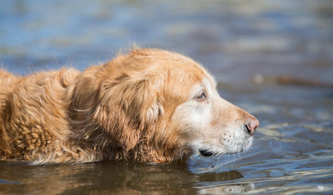Golden Retriever Finding Clams For Owner