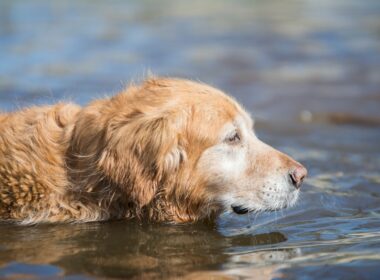 Golden Retriever Finding Clams For Owner