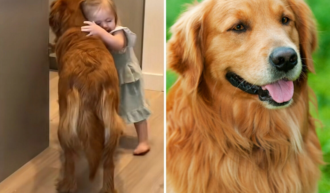 Golden Retriever's Beautiful Friendship With His Little Human Is Gratifying