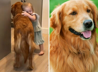 Golden Retriever's Beautiful Friendship With His Little Human Is Gratifying