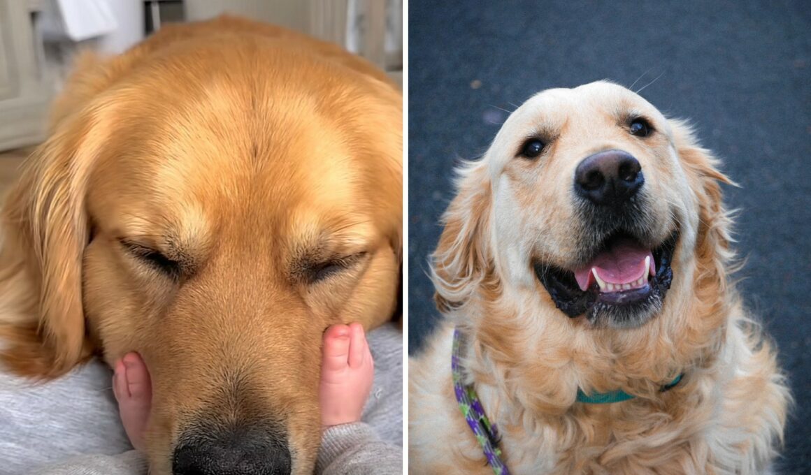 Golden Retriever's Heartwarming Love For His Baby Brother Will Melt Your Heart