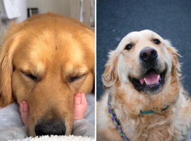 Golden Retriever's Heartwarming Love For His Baby Brother Will Melt Your Heart