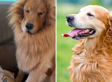 Golden retriever dressed as a lion