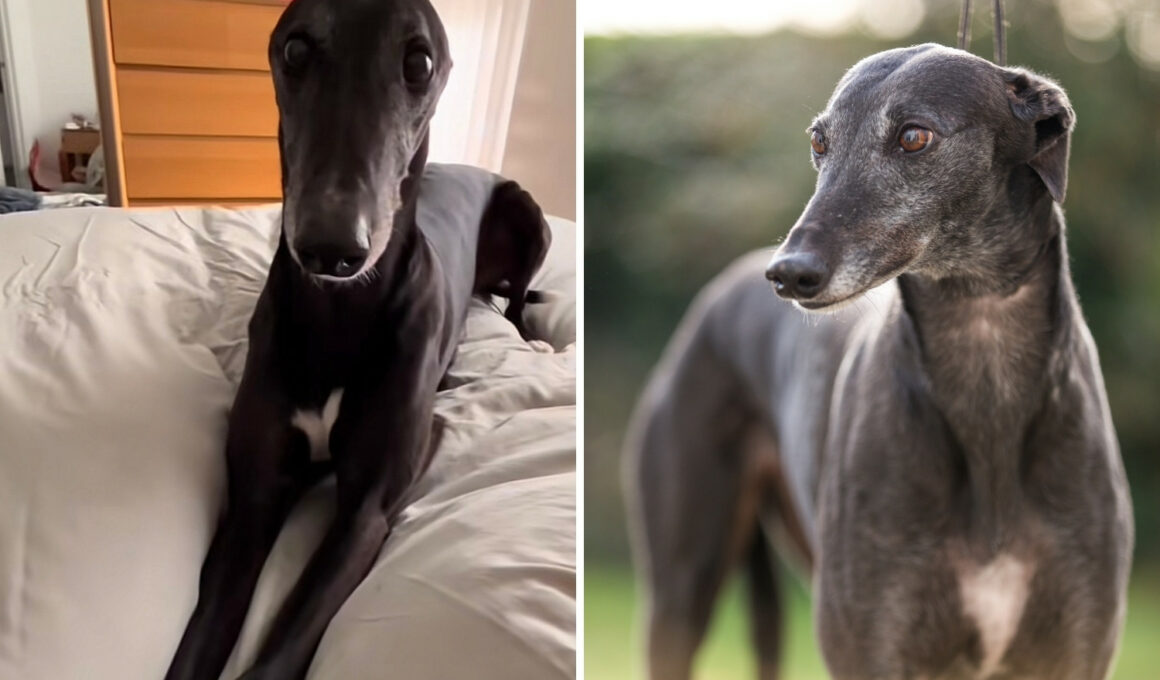 Greyhound is Throwing A Fit