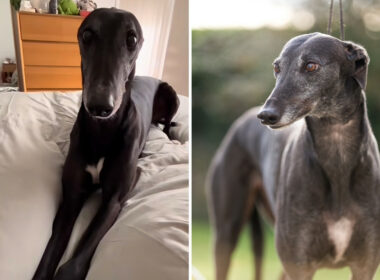 Greyhound is Throwing A Fit