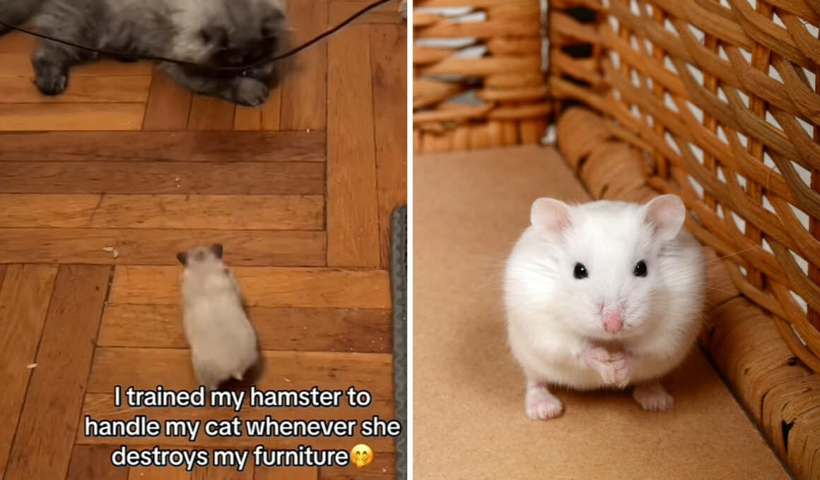 Hamster Chasing Cat