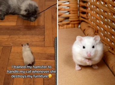 Hamster Chasing Cat