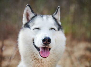Hillarious moment Husky unleashes chaos on owner