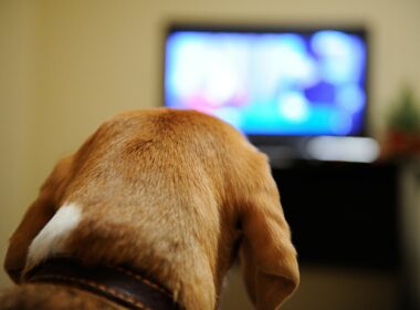 Intuitive Dog Gets heart broken while watching the lion king