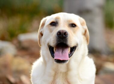 Jealous dog refuse to say hello to his her baby sister-