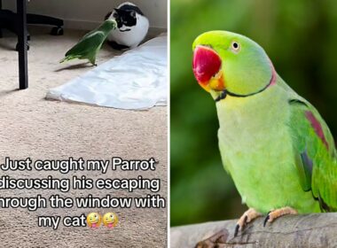 Parrot and cat planning an escape