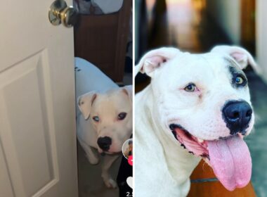 Pit bull mad at his owner for taking his toy