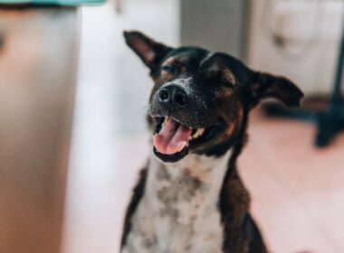 Rescue Dog’s Reaction To Getting Adopted By Foster Mum Is The Sweetest Thing